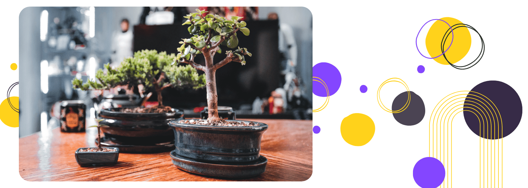 Bonsai